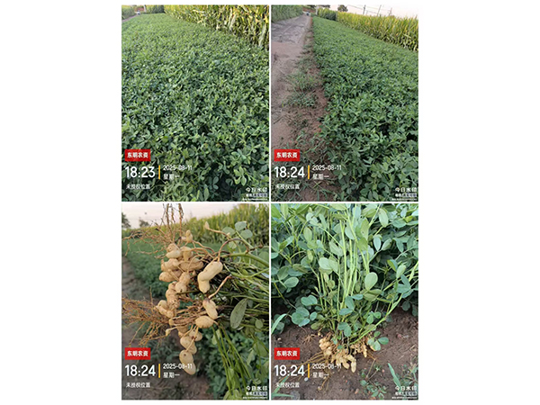 濰花25號生長記錄